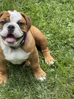 Bella, a female English Bulldog and Beagle for sale in Cincinnati, OH – 6 of 9