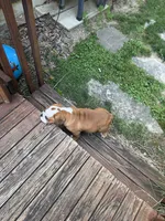 Bella, a female English Bulldog for sale in Cincinnati, OH – 9 of 9
