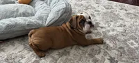 Bella, a female English Bulldog for sale in Cincinnati, OH – 1 of 9