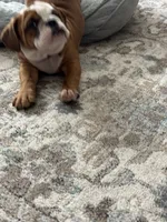 Bella, a female English Bulldog for sale in Cincinnati, OH – 7 of 9