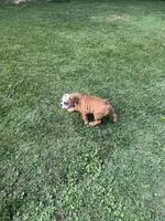Bella, a female English Bulldog for sale in Cincinnati, OH – 8 of 9