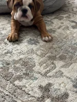 Bella, a female English Bulldog for sale in Cincinnati, OH – 5 of 9