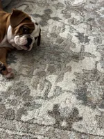 Bella, a female English Bulldog for sale in Cincinnati, OH – 2 of 9