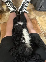 Delilah, a female Aussiedoodle for sale in Tyler, TX – 3 of 4