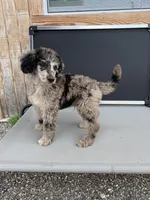Gideon, a male Aussiedoodle for sale in Tyler, TX – 3 of 3