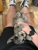 Titus, a male Aussiedoodle for sale in Tyler, TX – 2 of 4