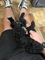 Esther, a female Aussiedoodle for sale in Tyler, TX – 3 of 3