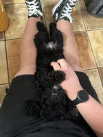 Naomi, a female Aussiedoodle for sale in Tyler, TX – 2 of 3
