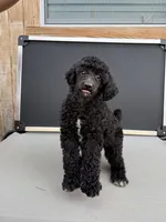Esther, a female Aussiedoodle for sale in Tyler, TX – 2 of 3