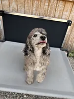 Samson, a male Aussiedoodle for sale in Tyler, TX – 4 of 4
