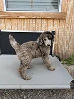 Samson, a male Aussiedoodle for sale in Tyler, TX – 3 of 4