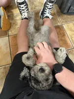 Samson, a male Aussiedoodle for sale in Tyler, TX – 2 of 4