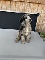 Titus, a male Aussiedoodle for sale in Tyler, TX – 4 of 4