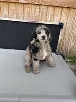 Titus, a male Aussiedoodle for sale in Tyler, TX – 3 of 4