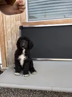 Delilah, a female Aussiedoodle for sale in Tyler, TX – 2 of 4