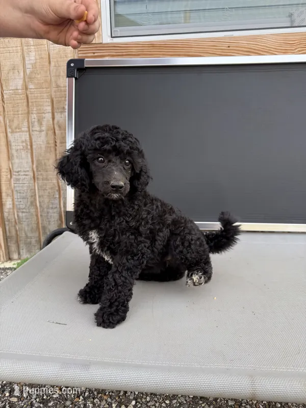 Esther – Aussiedoodle puppy for sale in Tyler, TX