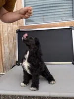 Delilah, a female Aussiedoodle for sale in Tyler, TX – 4 of 4