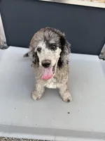 Samson, a male Aussiedoodle for sale in Tyler, TX – 1 of 4
