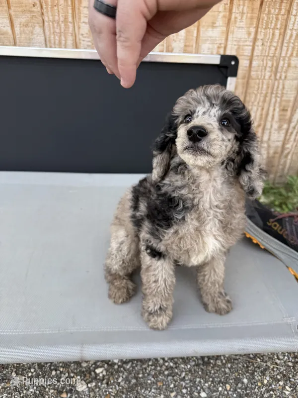 Titus – Aussiedoodle puppy for sale in Tyler, TX