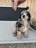 Titus, a male Aussiedoodle for sale in Tyler, TX – 1 of 4