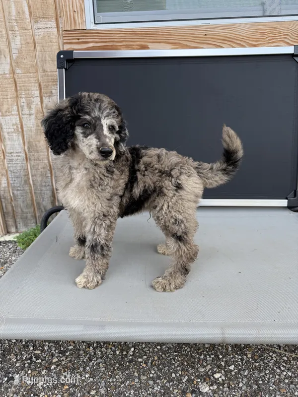 Gideon – Aussiedoodle puppy for sale in Tyler, TX