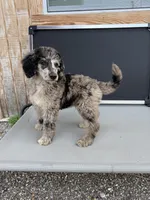Gideon, a male Aussiedoodle for sale in Tyler, TX – 1 of 3