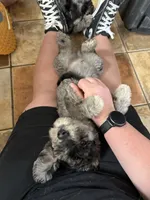 Gideon, a male Aussiedoodle for sale in Tyler, TX – 2 of 3