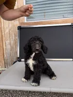 Delilah, a female Aussiedoodle for sale in Tyler, TX – 1 of 4
