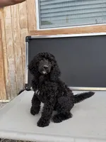 Naomi, a female Aussiedoodle for sale in Tyler, TX – 1 of 3