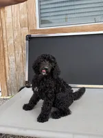 Naomi, a female Aussiedoodle for sale in Tyler, TX – 3 of 3