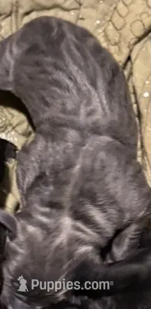 Unknown  – Cane Corso puppy for sale in Dallas, TX