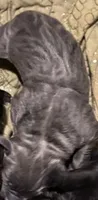 Unknown , a male Cane Corso for sale in Dallas, TX – 1 of 4