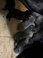 Unknown , a male Cane Corso for sale in Dallas, TX – 3 of 4