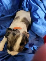 processed/472440de-e80d-4c75-85f8-a61f6c7e4596/listing/b3afdbcb-08ed-4633-81c8-5c285b85f4a4/a179ae70-d8a9-40d0-b546-3e202dbf8a73