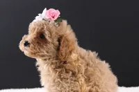 Blossom, a female Shihpoo for sale in Greensboro, NC – 3 of 8