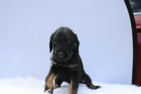 BlackJack, a male Doberman Pinscher and Poodle - Standard  for sale in Greensboro, NC – Photo 1 of 3