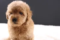 Milo, a male Shihpoo for sale in Greensboro, NC – 3 of 10
