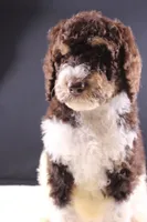 Loretta L, a female Poodle - Standard  for sale in Greensboro, NC – 5 of 9