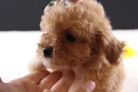 Piper, a female Shihpoo for sale in Greensboro, NC – 7 of 9