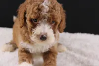 Teddy, a male Miniature Goldendoodle for sale in Greensboro, NC – 5 of 10