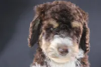 Loretta L, a female Poodle - Standard  for sale in Greensboro, NC – 3 of 9