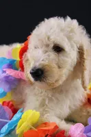 Dolly P, a female Poodle - Standard  for sale in Greensboro, NC – 7 of 9