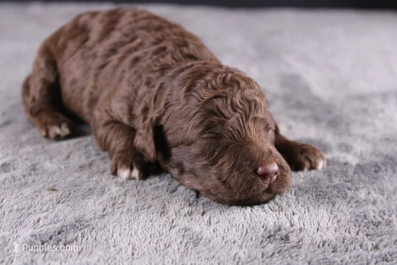 Christian – Miniature Goldendoodle puppy for sale in Greensboro, NC