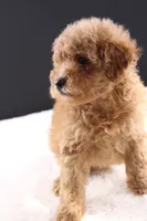 Milo, a male Shihpoo for sale in Greensboro, NC – 2 of 10
