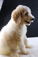 Waylon J, a male Poodle - Standard  for sale in Greensboro, NC – 2 of 8