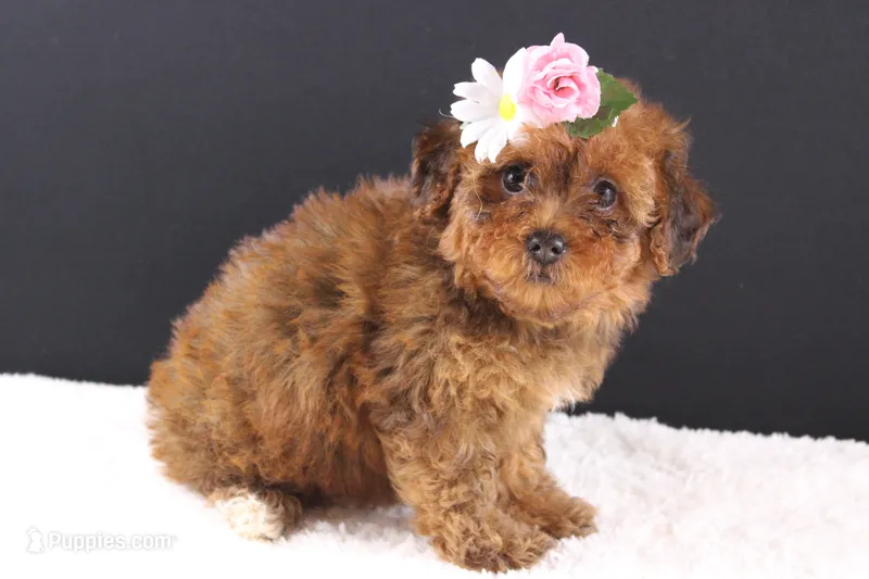 LuLu – Shihpoo puppy for sale in Greensboro, NC