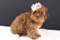 LuLu, a female Shihpoo for sale in Greensboro, NC – 1 of 8