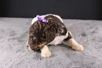 Loretta L, a female Poodle - Standard  for sale in Greensboro, NC – 6 of 8