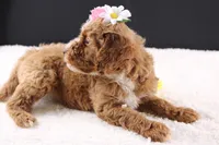 Honey, a female Miniature Goldendoodle for sale in Greensboro, NC – 5 of 10