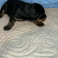 Chief, a male Doberman Pinscher and Poodle - Standard  for sale in Greensboro, NC – Photo 9 of 10